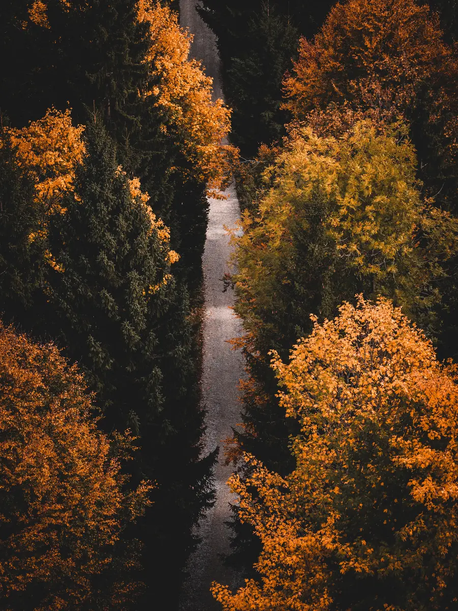 Camí entre la natura, representant el següent pas cap a la marca territori